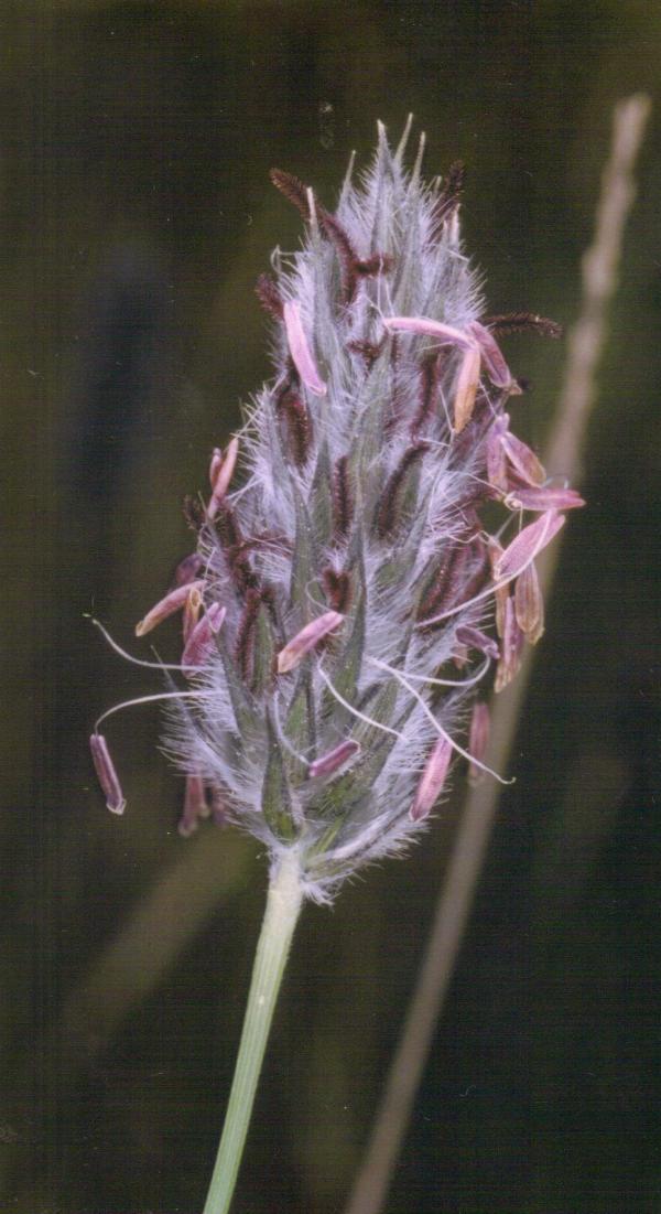 Neurachne alopecuroidea